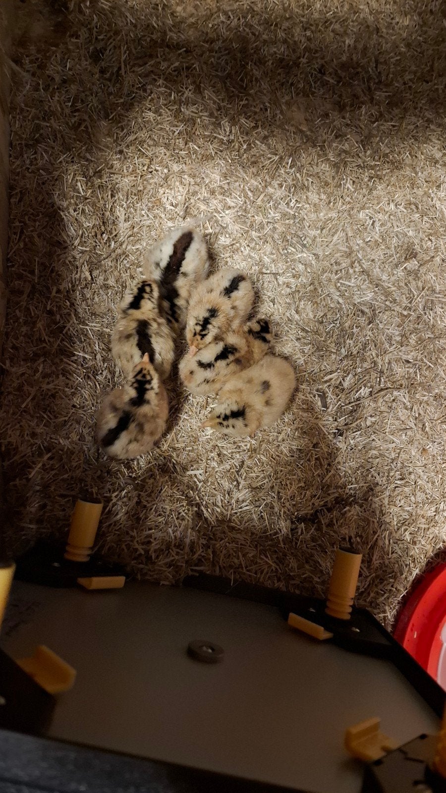 friese goudpel kuikens, Dieren en Toebehoren, Pluimvee, Meerdere dieren