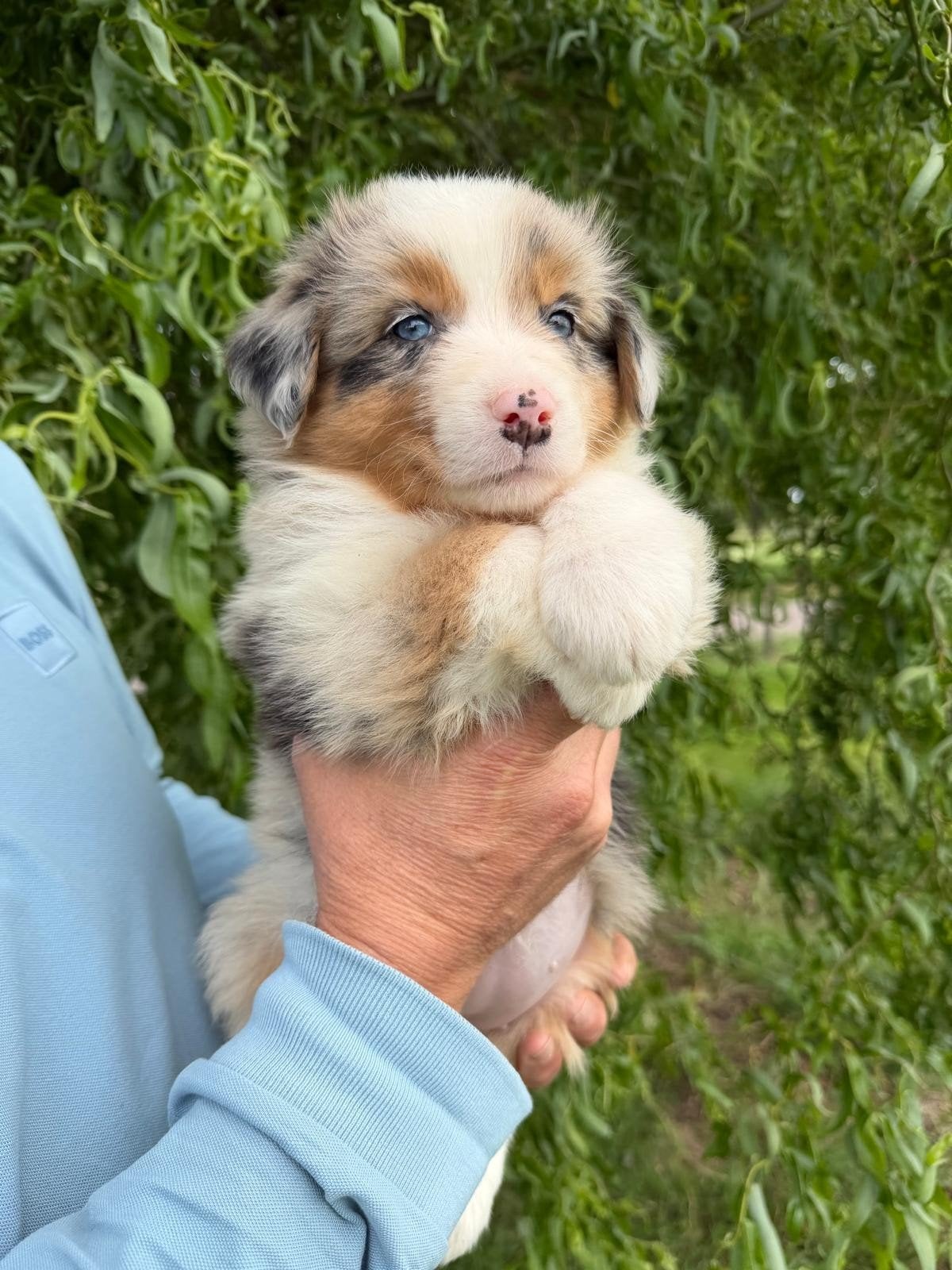 Australian Shepherd pups, Dieren en Toebehoren, Honden | Herdershonden en Veedrijvers, 8 tot 15 weken, Meerdere, Meerdere dieren