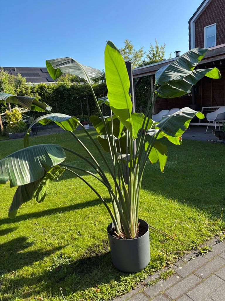 Grote Strelitzia Nicolai - Paradijsvogelplant, Ophalen, Overige soorten, In pot, 150 tot 200 cm