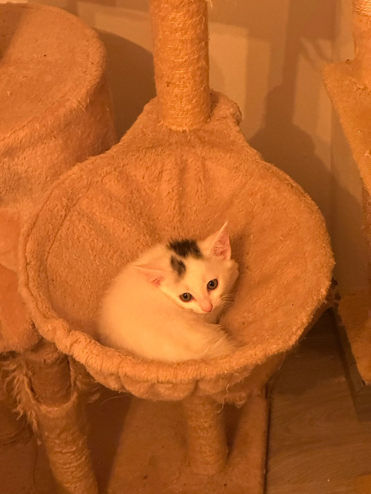 Kittens te koop, Dieren en Toebehoren, Meerdere dieren, Kortharig, 0 tot 2 jaar