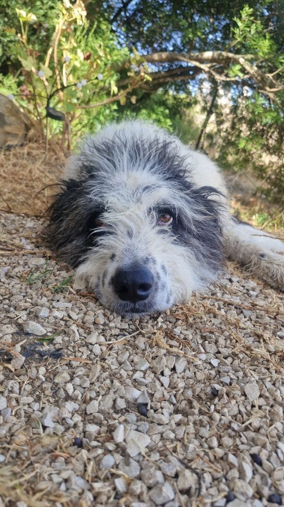 Hond zoekt huis, Particulier, Rabiës (hondsdolheid), Buitenland, Eén hond