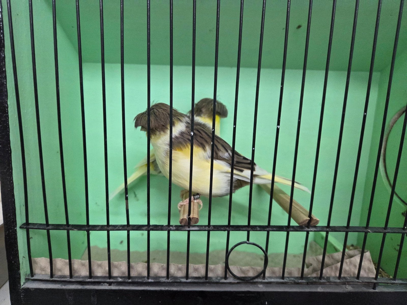 glosters poppen., Dieren en Toebehoren, Vogels | Kanaries, Vrouwelijk, Postuurkanarie