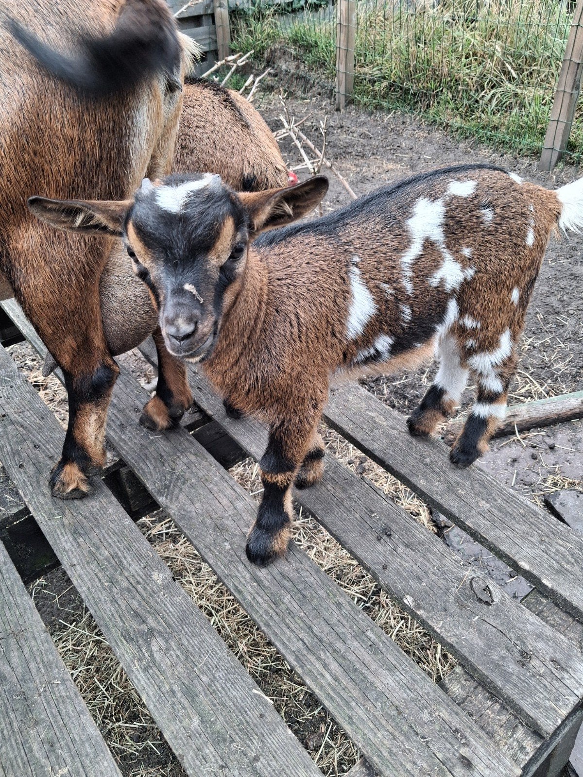 jonge dwergeitje/dwergbokjes, Dieren en Toebehoren, Mannelijk, Geit