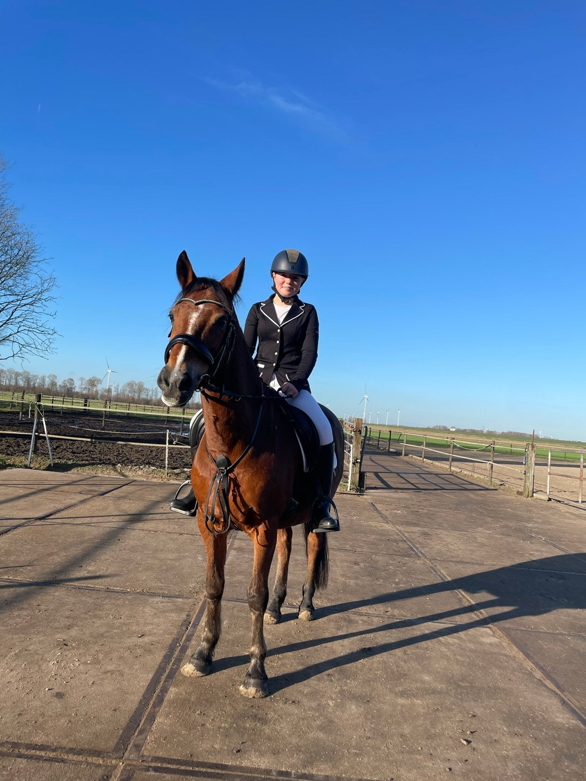 New forest pony, Dieren en Toebehoren, Pony's