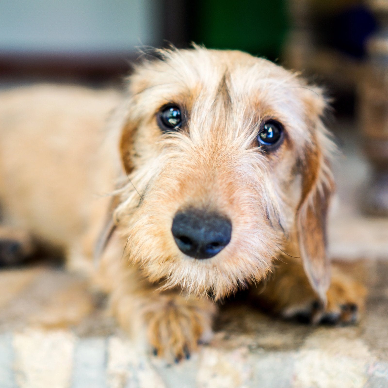GEZOCHT: blonde ruwharige teckel pup, Dieren en Toebehoren, Kaninchen, Teef, Eén hond, Ruwhaar