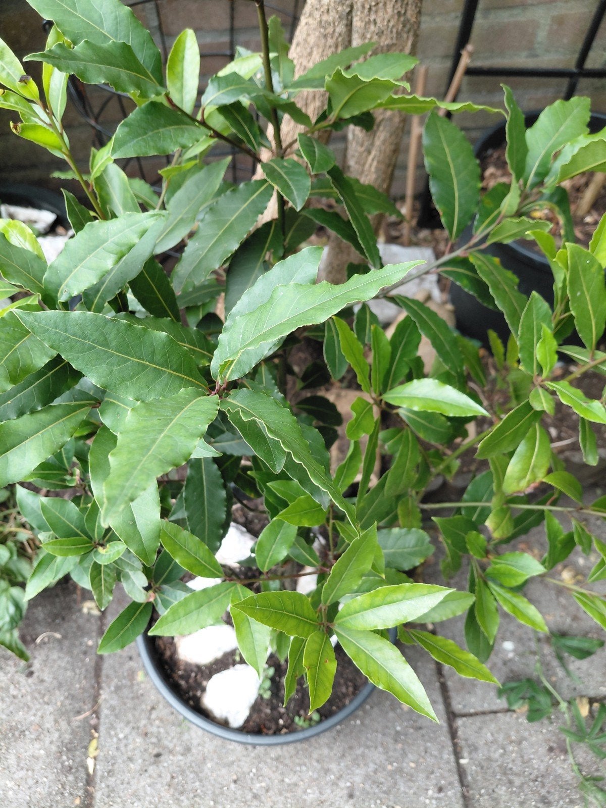 Echte Keukenlaurier (Laurus nobilis) 90cm met pot, Ophalen, Vaste plant, Bloeit niet, Halfschaduw