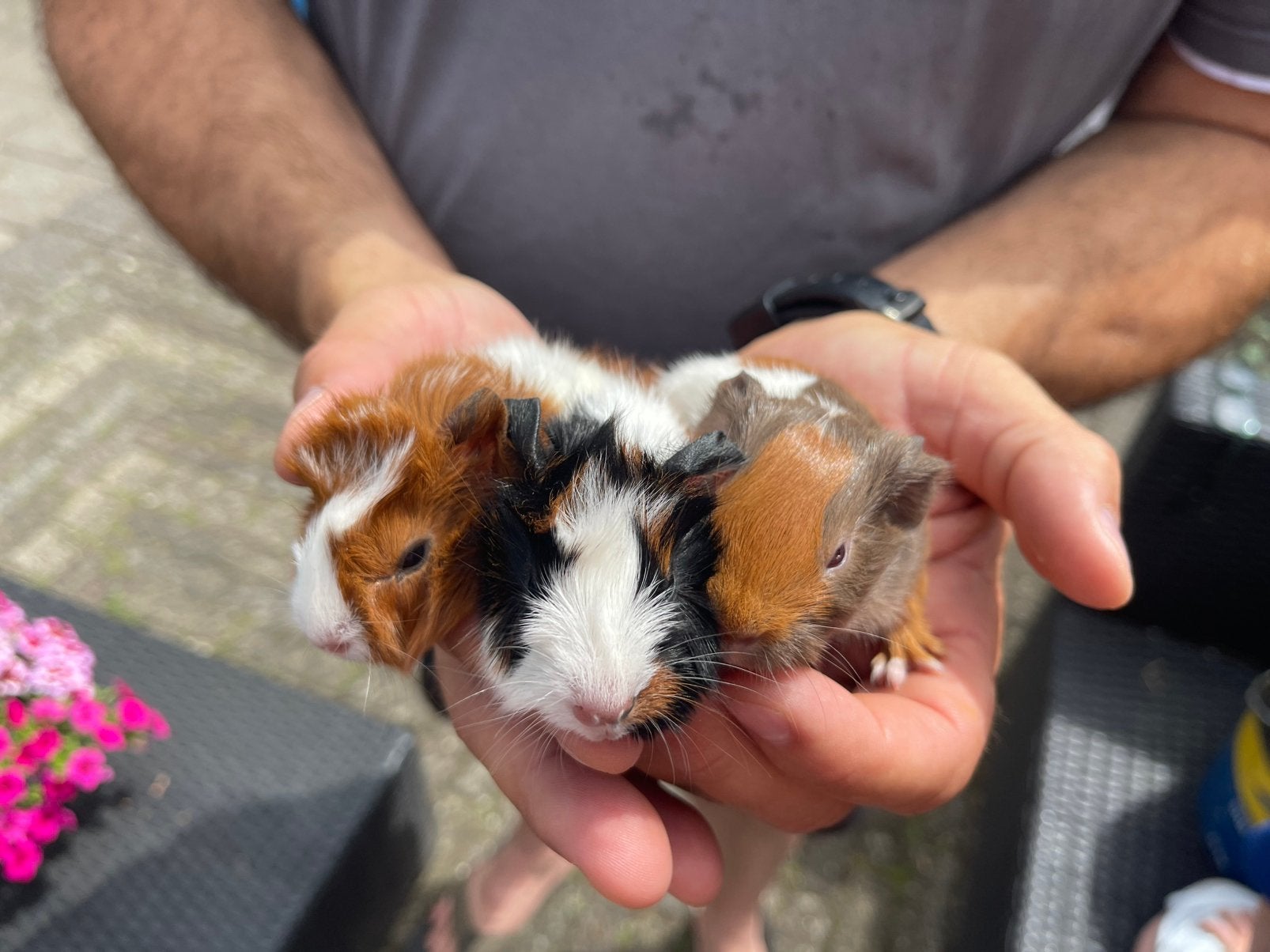 Beertjes jonge cavia’s. 1 week oud., Dieren en Toebehoren, Cavia, Mannelijk, Mei, Tam