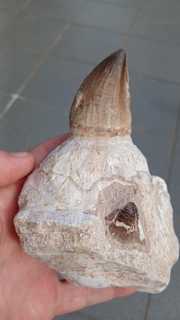 Mosasaurus kaak uit Marokko dinosaurus fossiel Jurassic, Verzamelen, Mineralen en Fossielen, Ophalen of Verzenden, Fossiel