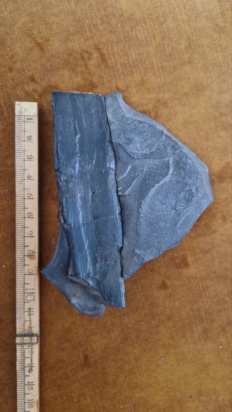 Fossiele plantenstengel (Calamites) in leisteen, Verzamelen, Mineralen en Fossielen, Ophalen of Verzenden, Fossiel