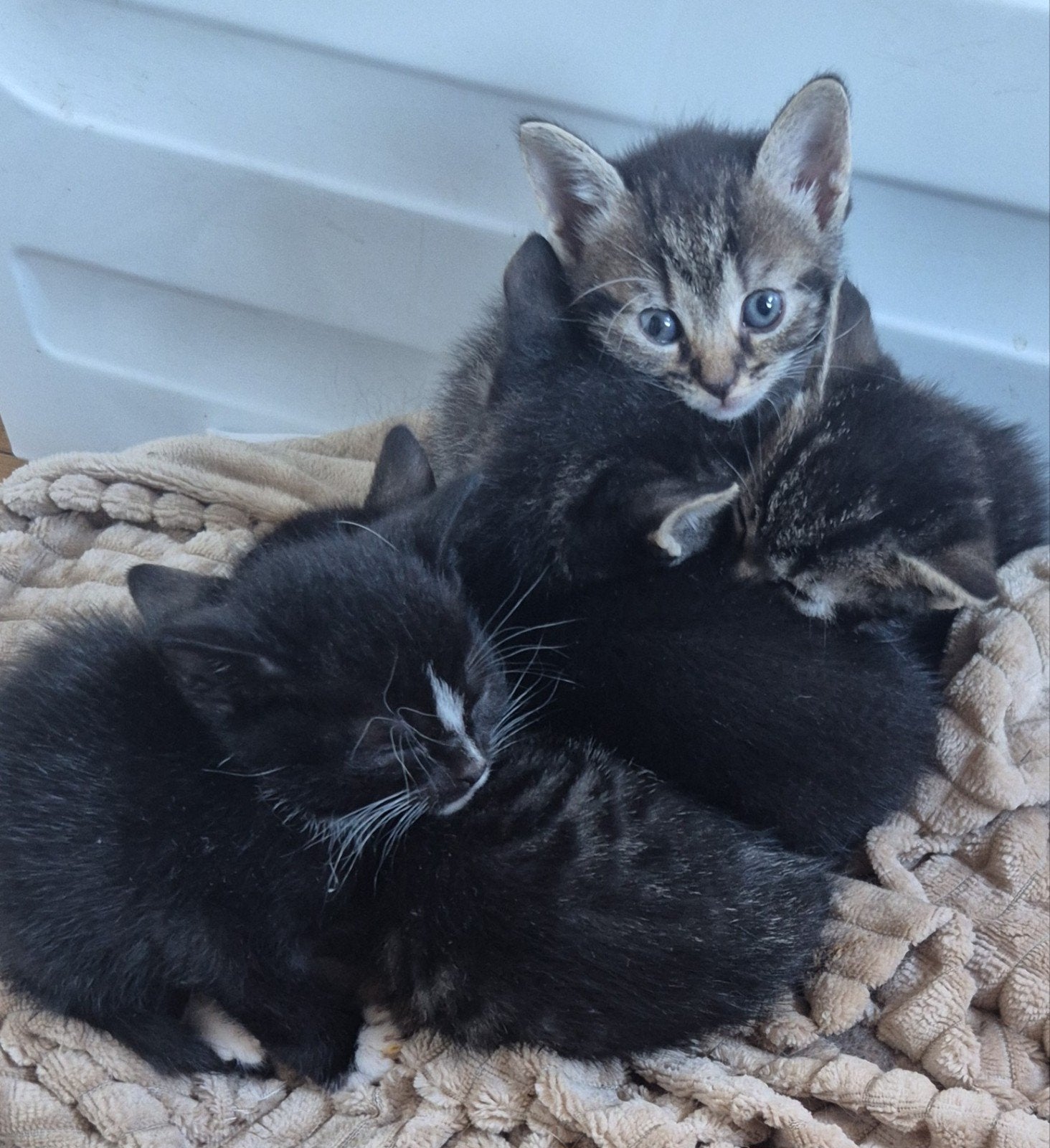 kittens