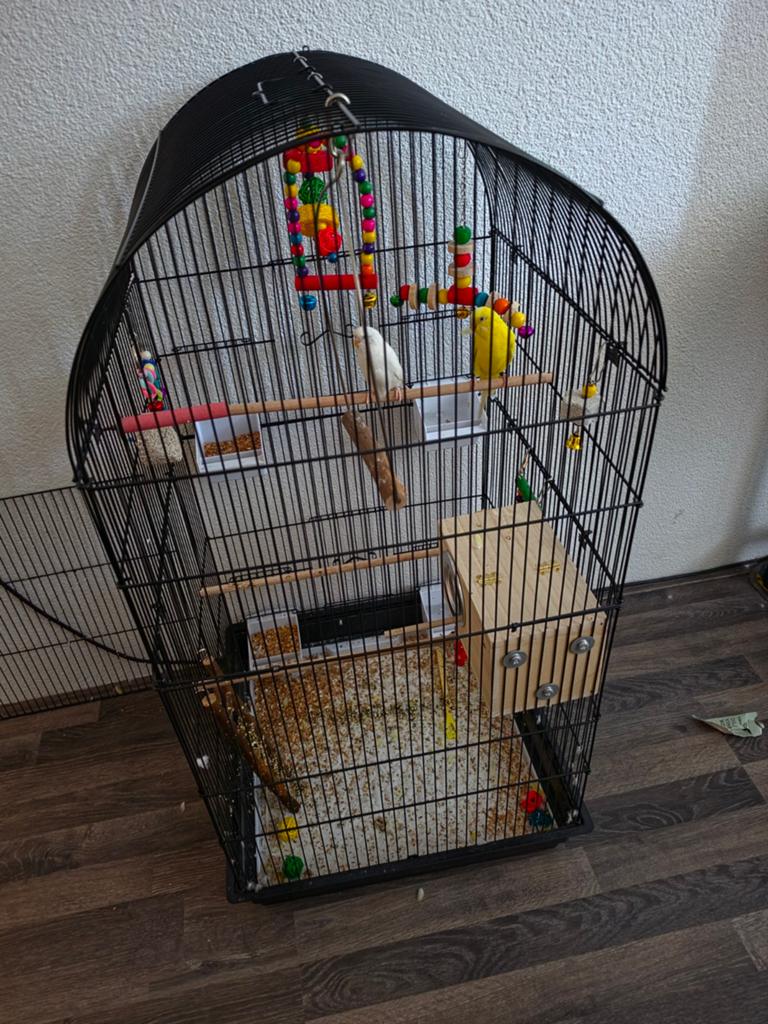 twee koppel grasparkieten, Dieren en Toebehoren, Vogels | Parkieten en Papegaaien, Dwergpapegaai of Agapornis