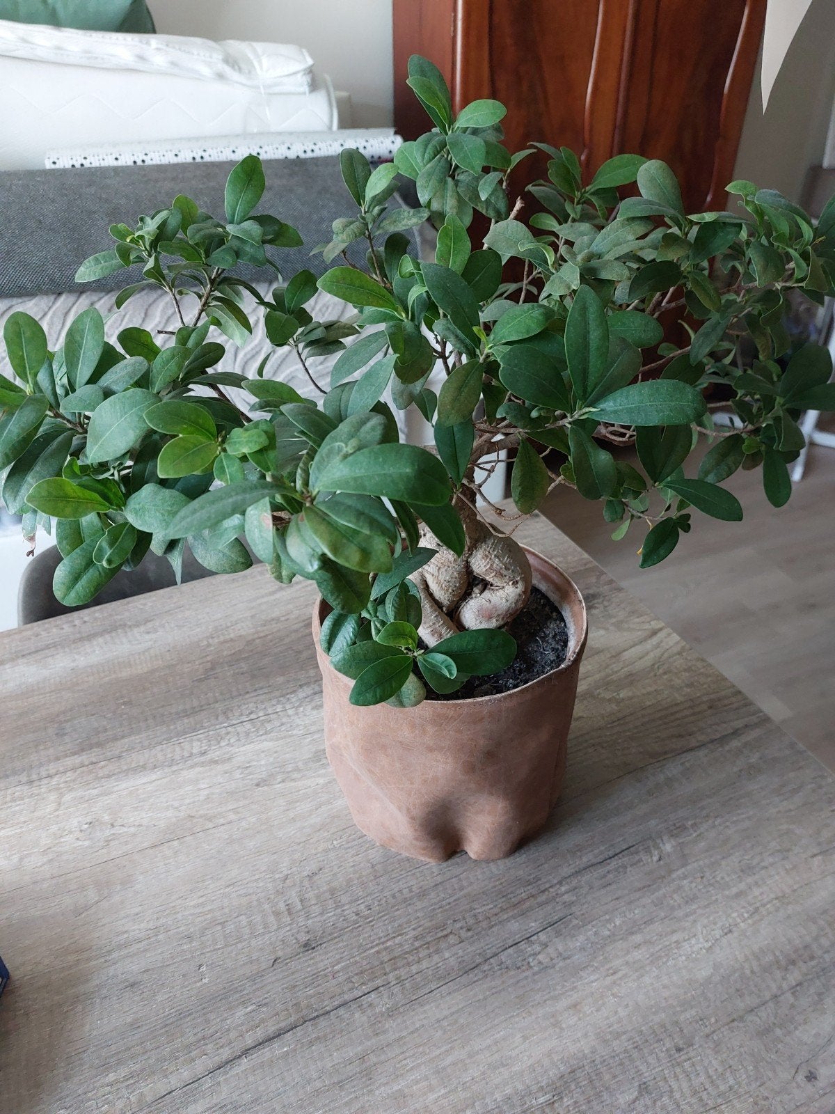 Prachtige Bonsai Boompje - Ficus Ginseng, Overige soorten, Vaste plant, Ophalen of Verzenden, Bloeit niet