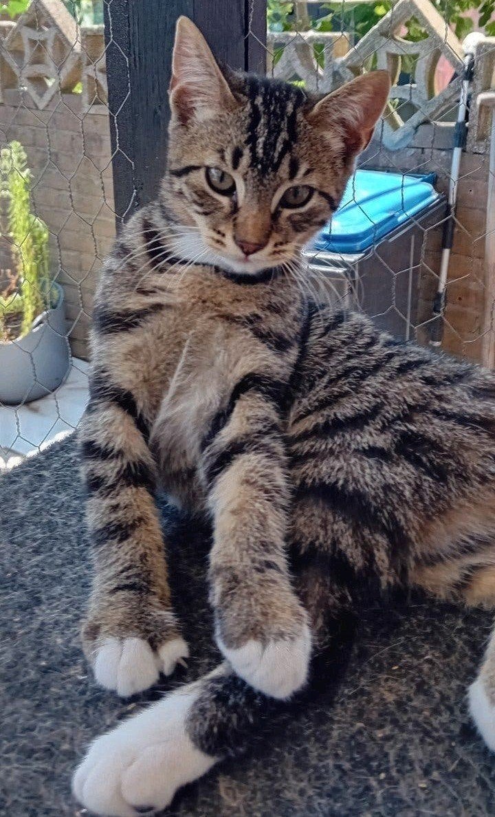 Mooie  kittens  Britsekorthaar/Bengaal, Dieren en Toebehoren, Katten en Kittens | Raskatten | Korthaar, Meerdere dieren, Ontwormd