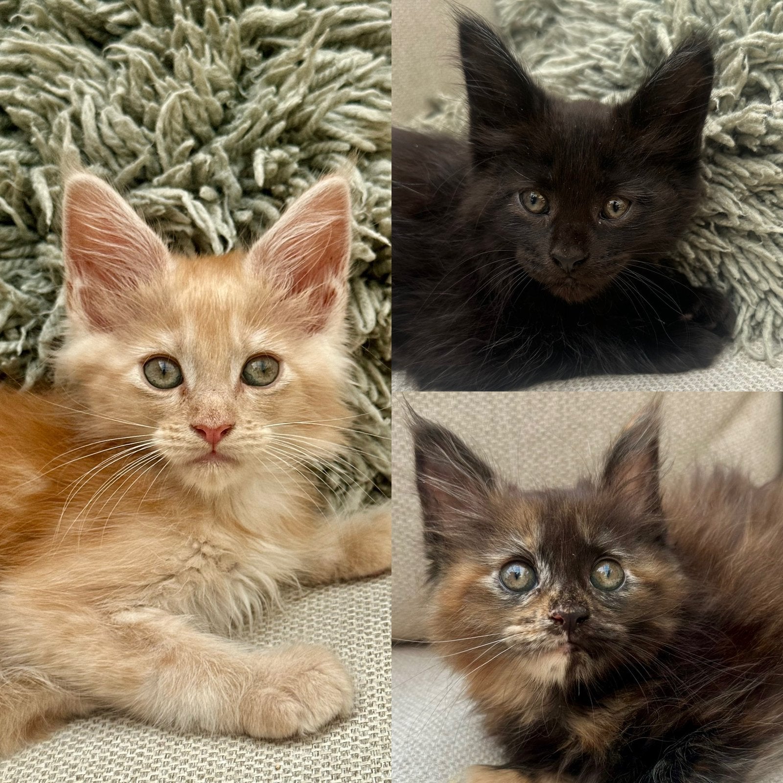 Maine Coon kittens, Meerdere dieren, Met stamboom