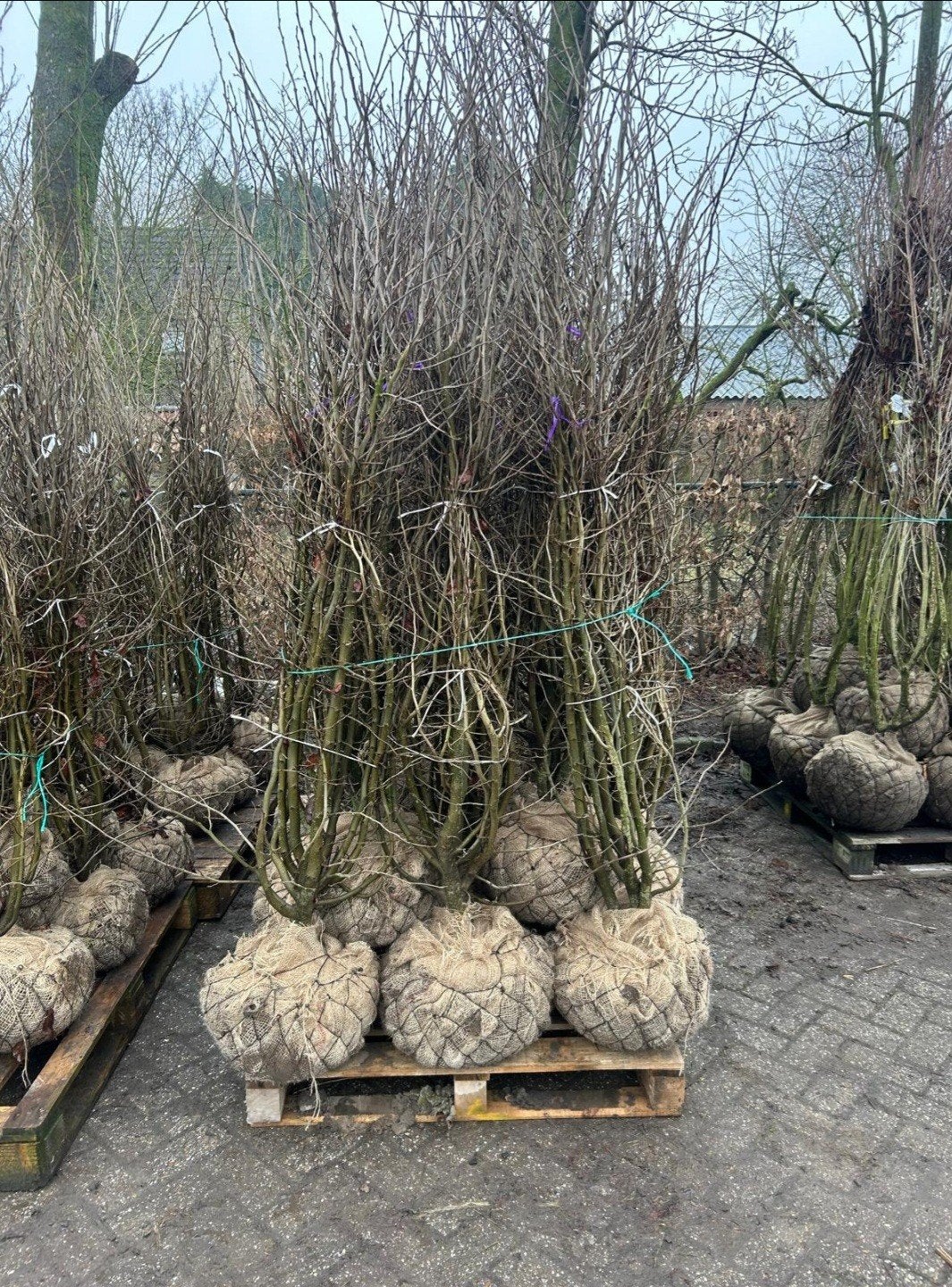 Parrotia Persica meerstam 🌿🍁, Ophalen, Volle zon, Overige soorten