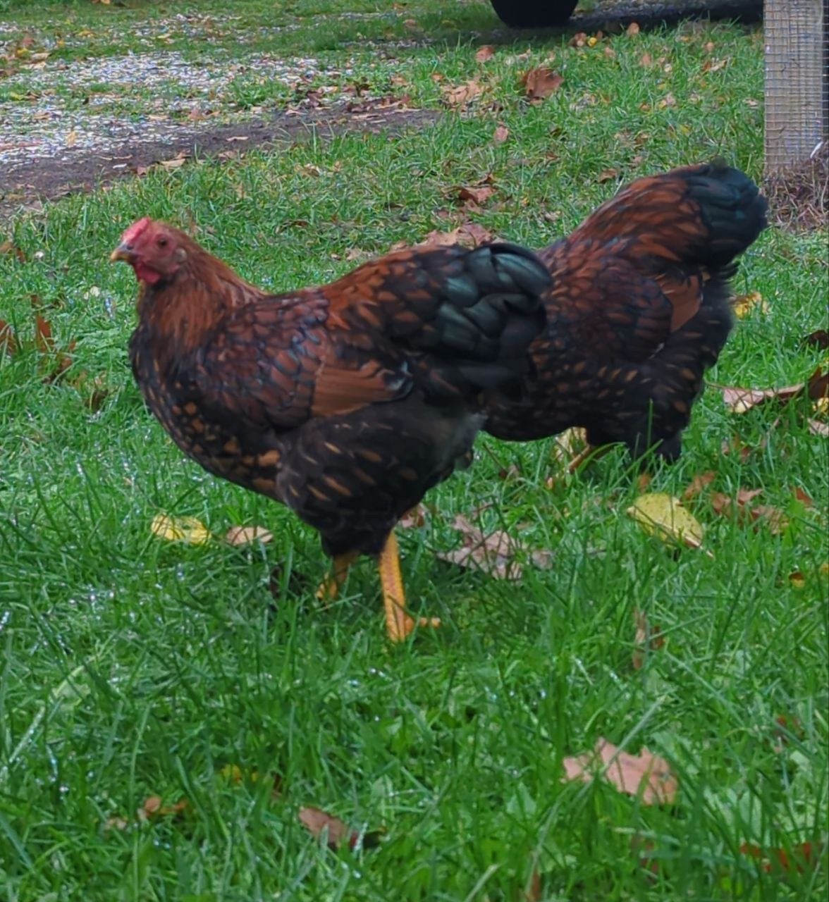 Jonge hanen zoeken een nieuw thuis, wyandotte kriel, Dieren en Toebehoren, Mannelijk, Kip