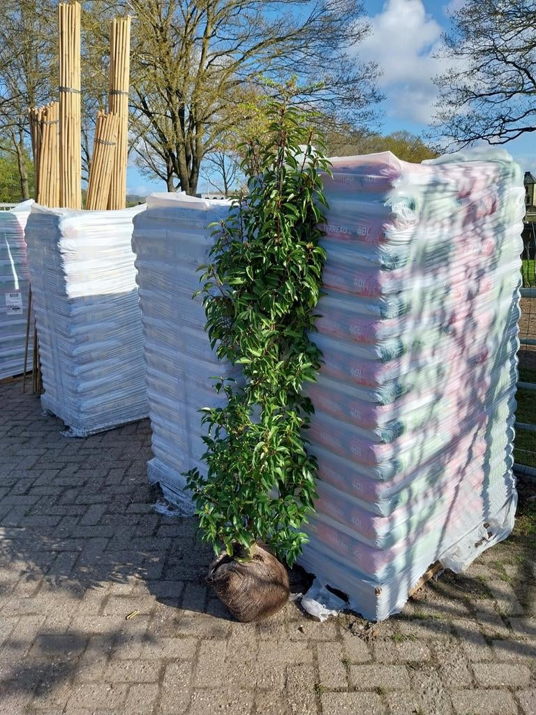 Portugese laurier 150 cm, Ophalen of Verzenden, Laurier, Haag, 100 tot 250 cm