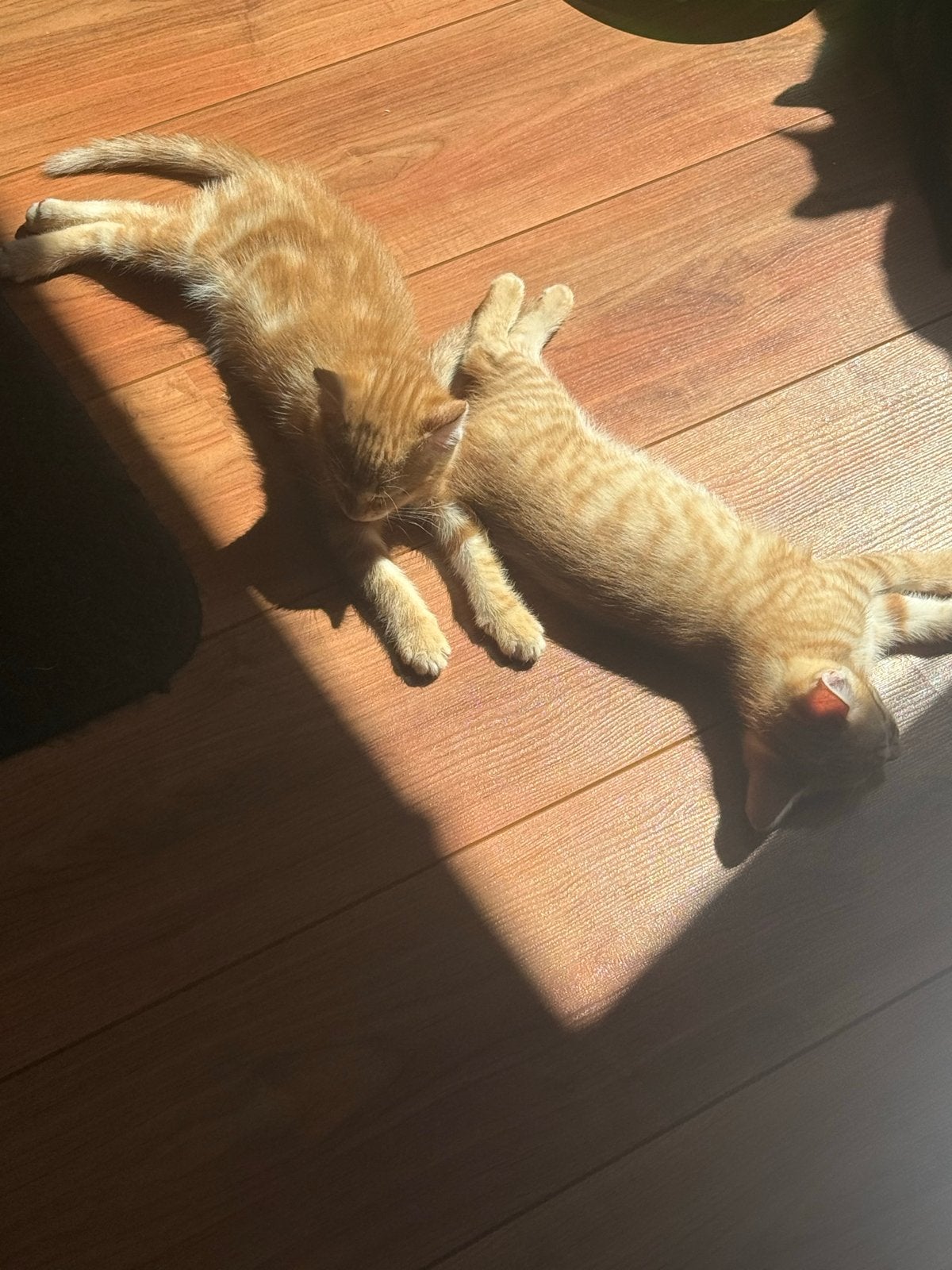 4 gezonde jonge kittens europese korthaar MOGEN NU WEG, Dieren en Toebehoren, Poes, Kortharig, 0 tot 2 jaar