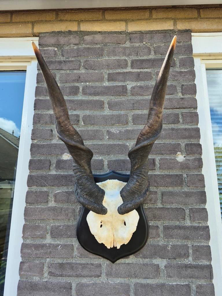 Schedel Elandantilope op Zwart Schild, Ophalen of Verzenden, Gebruikt, Wild dier, Schedel