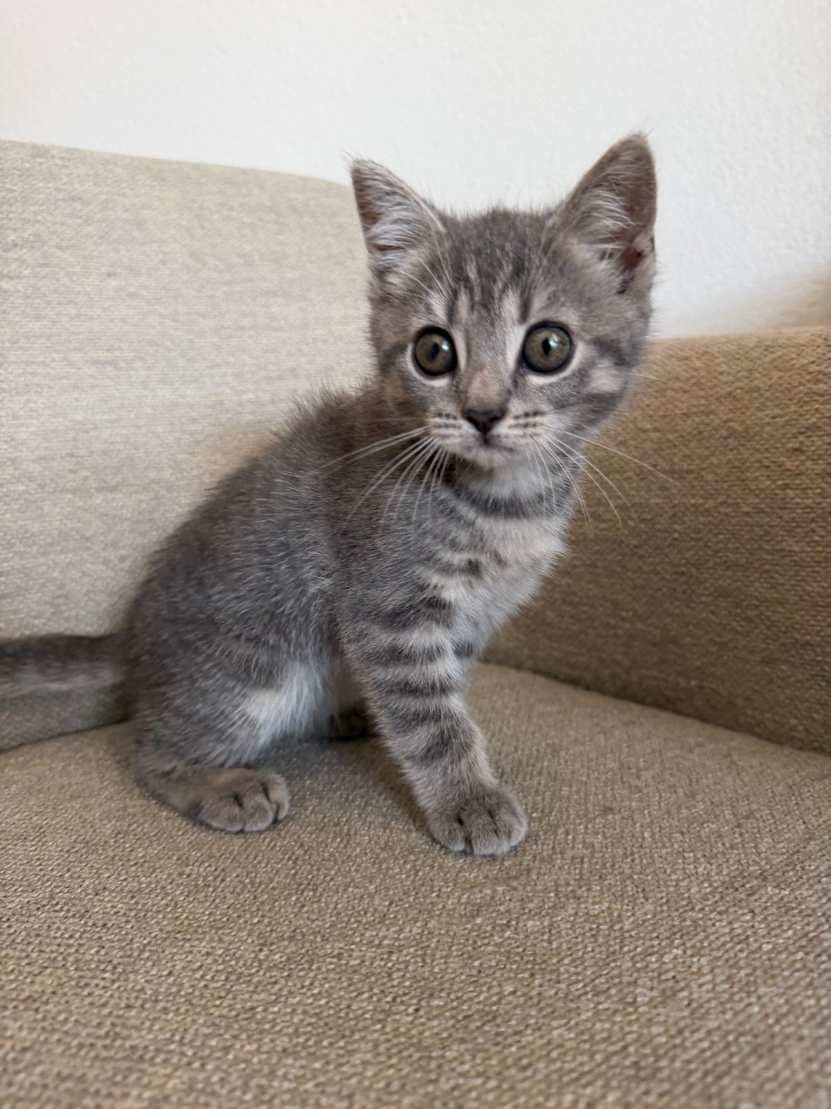 Britse korthaar X europese korthaar 16 april geboren, Poes, Kortharig, 0 tot 2 jaar