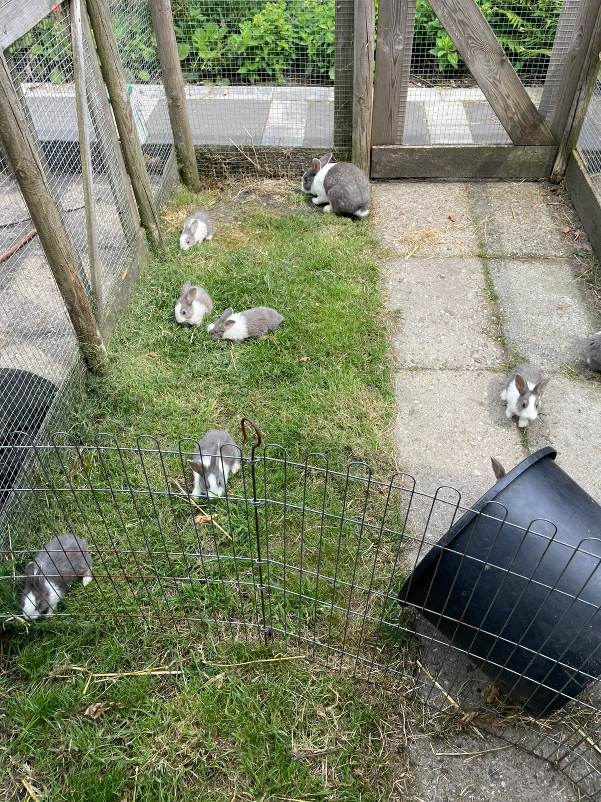 Mooie jonge hollander konijnen, Dieren en Toebehoren, Konijnen, Meerdere dieren, Klein, 0 tot 2 jaar