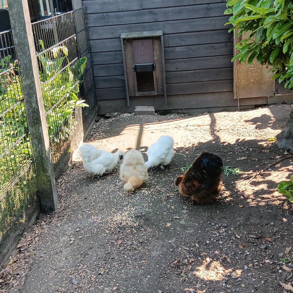 zijdehoen, Dieren en Toebehoren, Pluimvee, Meerdere dieren, Kip