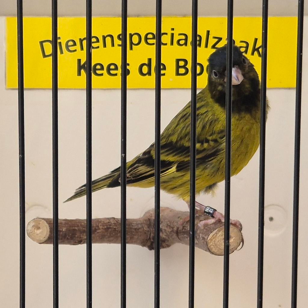 Zwarte sijs x timbrado bastaard, Dieren en Toebehoren, Mannelijk, Geringd