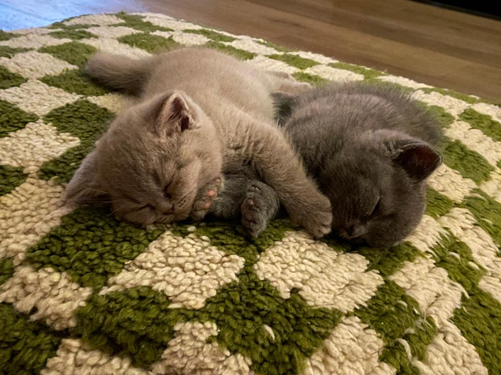 Nog 1 lilac Britse korthaar kater beschikbaar, Geslacht onbekend, Ontwormd, 0 tot 2 jaar