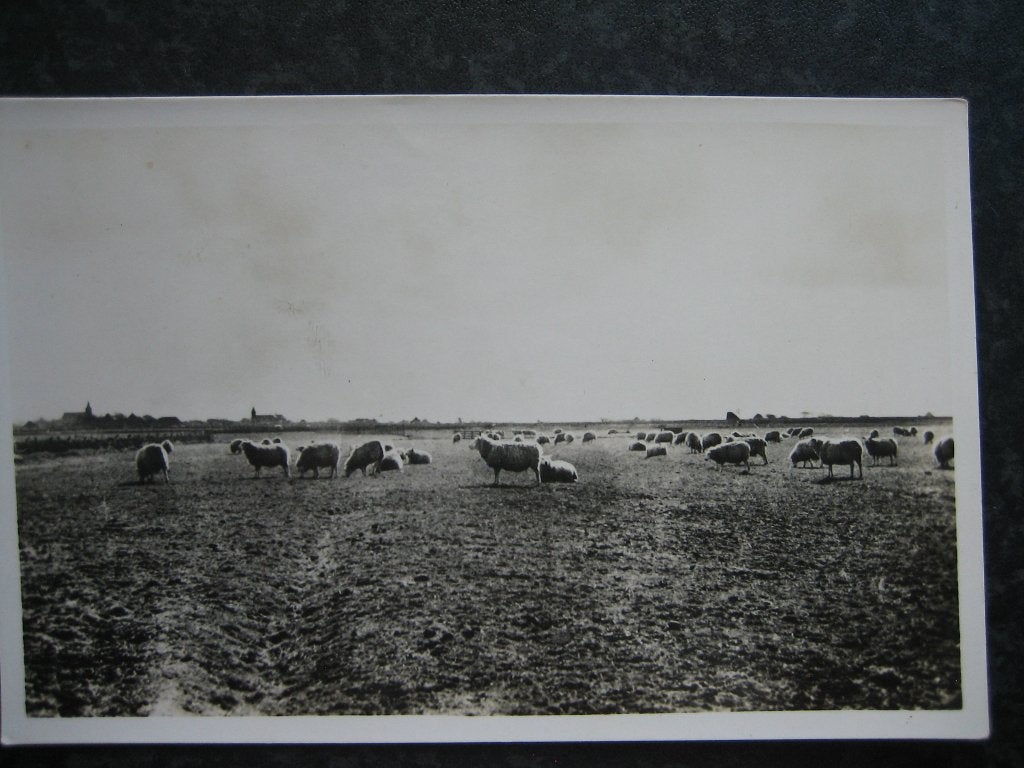 TEXEL het schapeneiland, Ophalen of Verzenden, 1940 tot 1960, Waddeneilanden