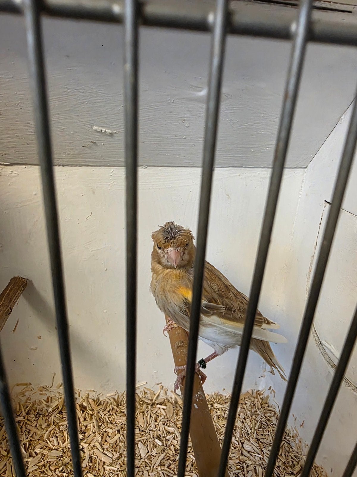 Jonge Harlekijn met kuif, Meerdere dieren, Kleurkanarie