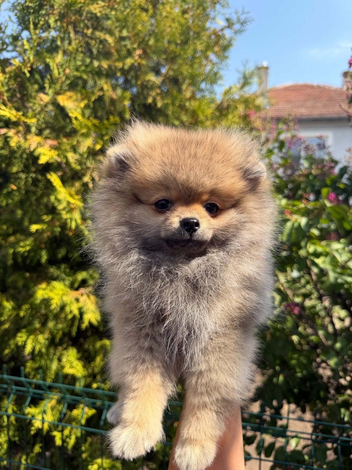 Pomeranian Pomerian Teefje, Dieren en Toebehoren, Keeshond, 15 weken tot 1 jaar, Teef, Eén hond
