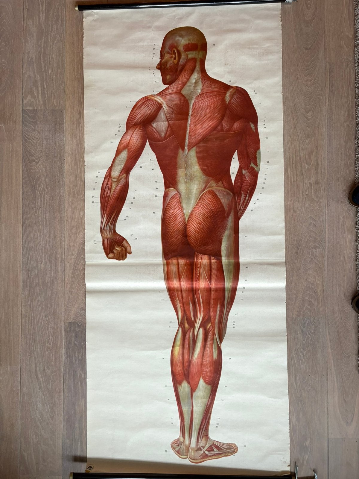 Anatomie spieren, Antiek en Kunst, Ophalen, Natuur en Biologie