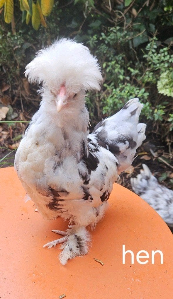 USA zijdehoender gladveer zwart mottled hennetje., Dieren en Toebehoren, Vrouwelijk, Kip