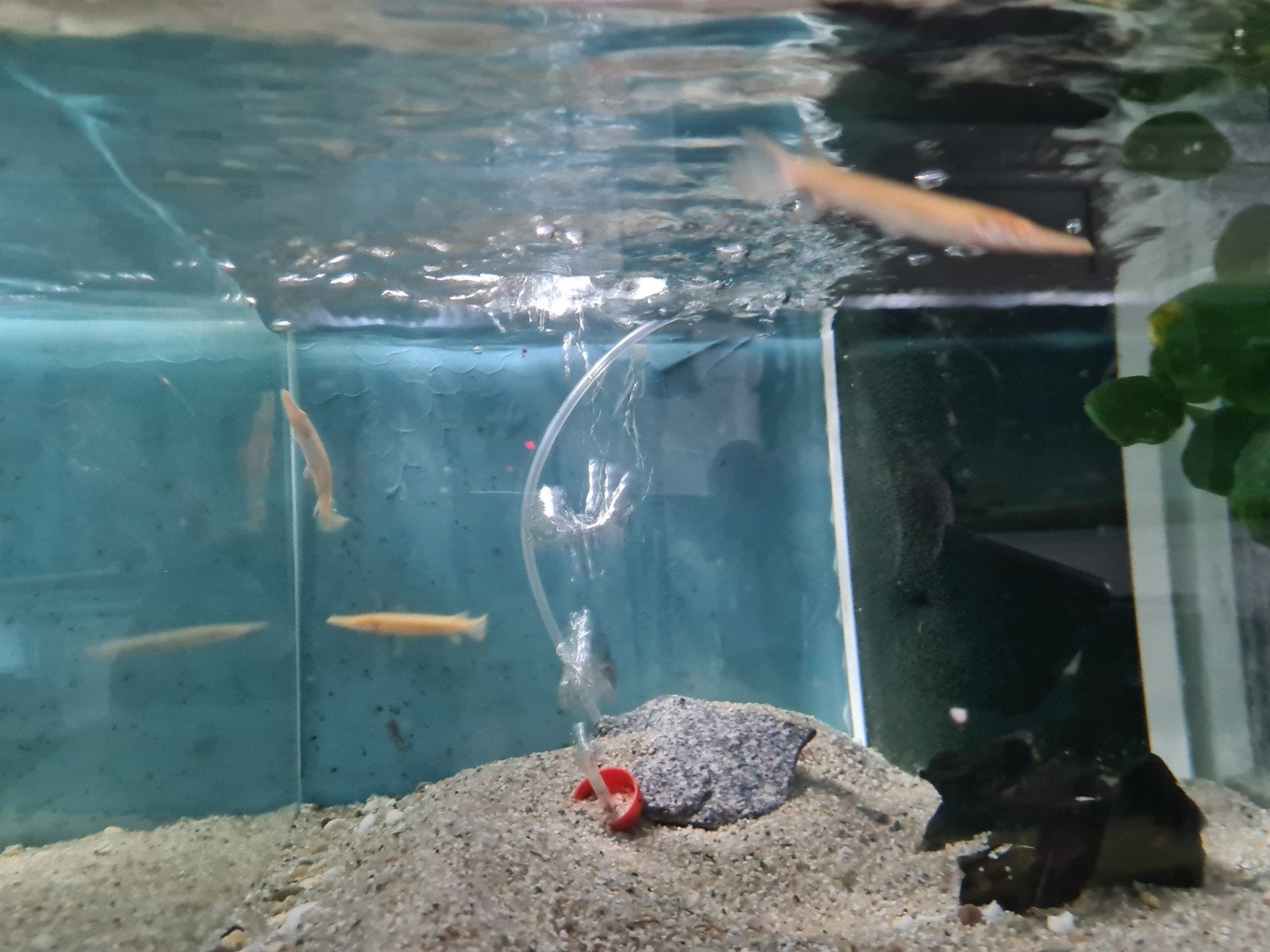 Albino Alligator Gar, Atractosteus Spatula Albino, beensnoek, Dieren en Toebehoren, Vissen | Aquariumvissen, Vis, Zoetwatervis