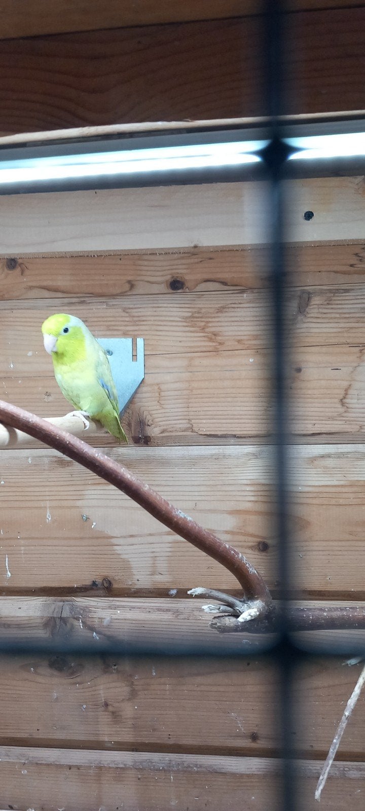 forpus, Dieren en Toebehoren, Vogels | Parkieten en Papegaaien, Mannelijk, Parkiet, Geringd