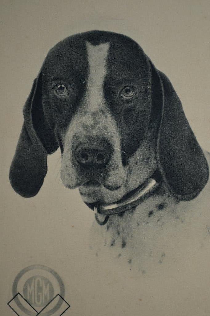 frankrijk oude kaart portret hond, Ophalen of Verzenden, Voor 1920, Gelopen, Sterren en Beroemdheden