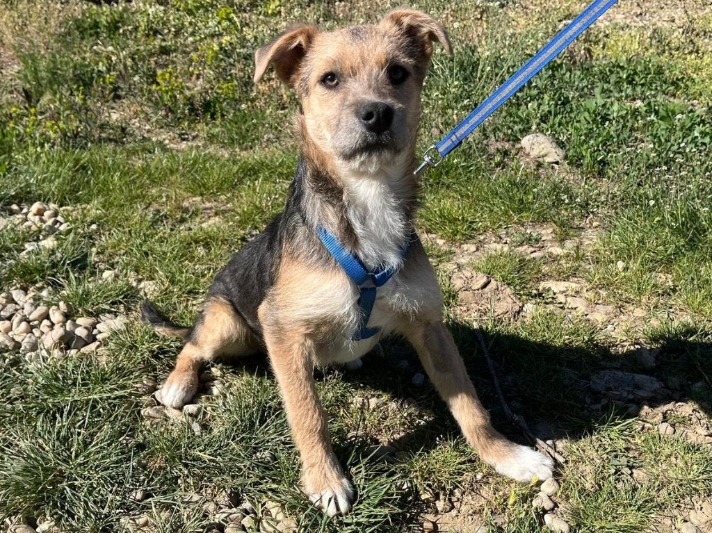 Mendy is een lieve, vrolijke en ondernemende jonge hond, Particulier, 15 weken tot 1 jaar, Buitenland, Teef