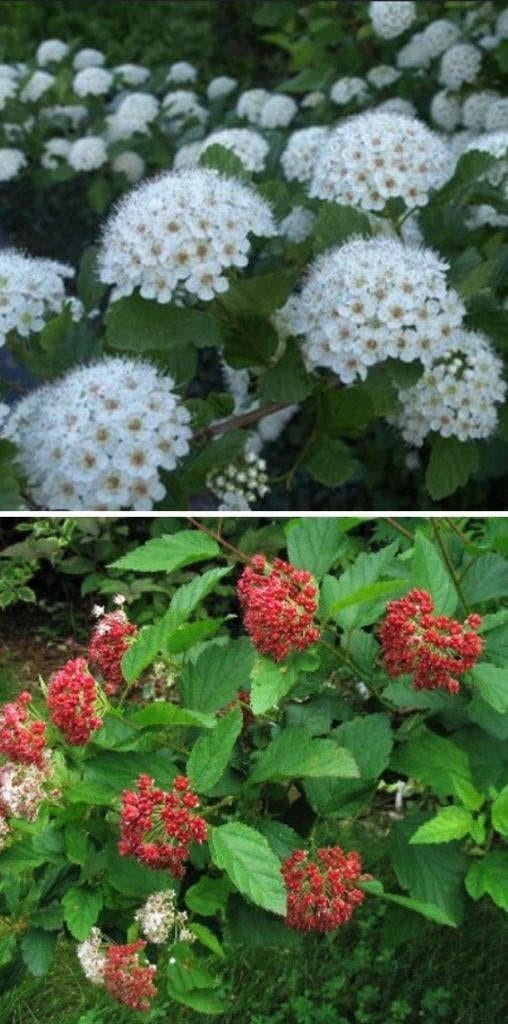 Vaste tuinplanten / struiken en grassen, Ophalen of Verzenden, Zomer, Vaste plant, Groenteplanten