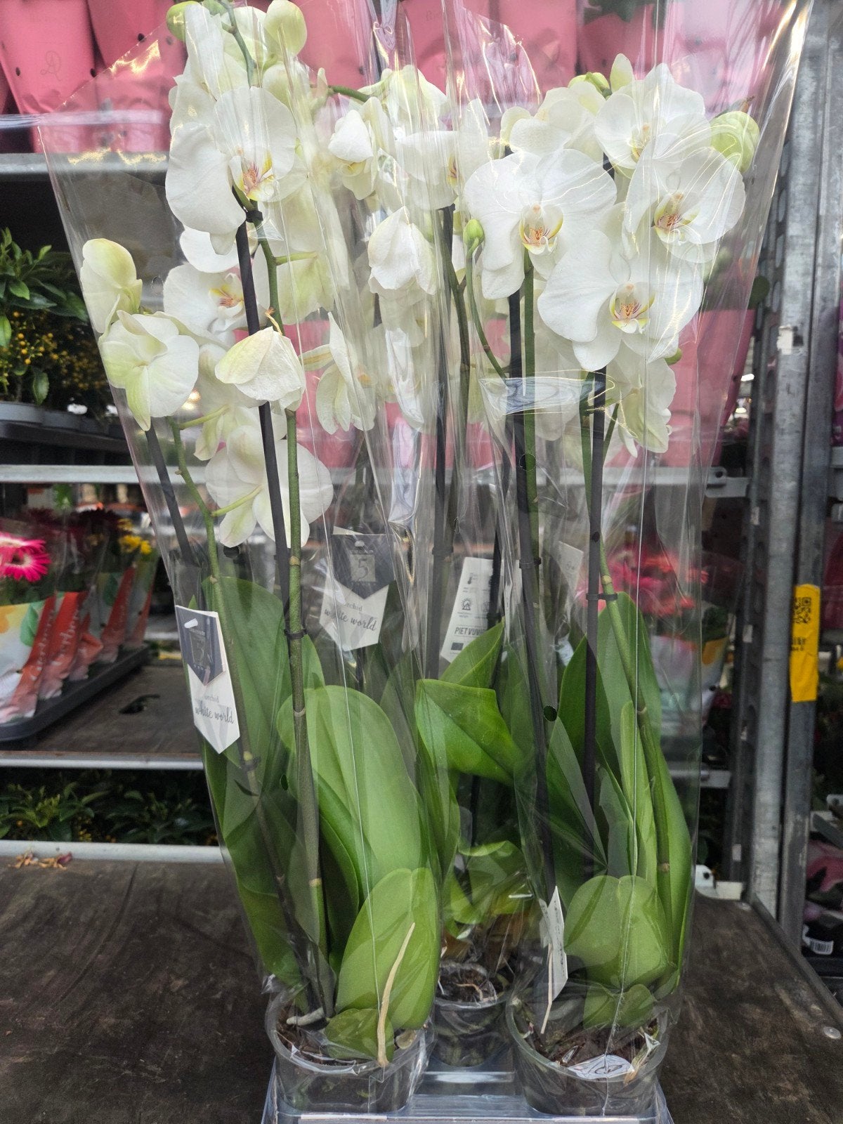 5 Witte Orchideeën - Phalaenopsis 'White World', Overige soorten, Vaste plant, Ophalen of Verzenden, Halfschaduw