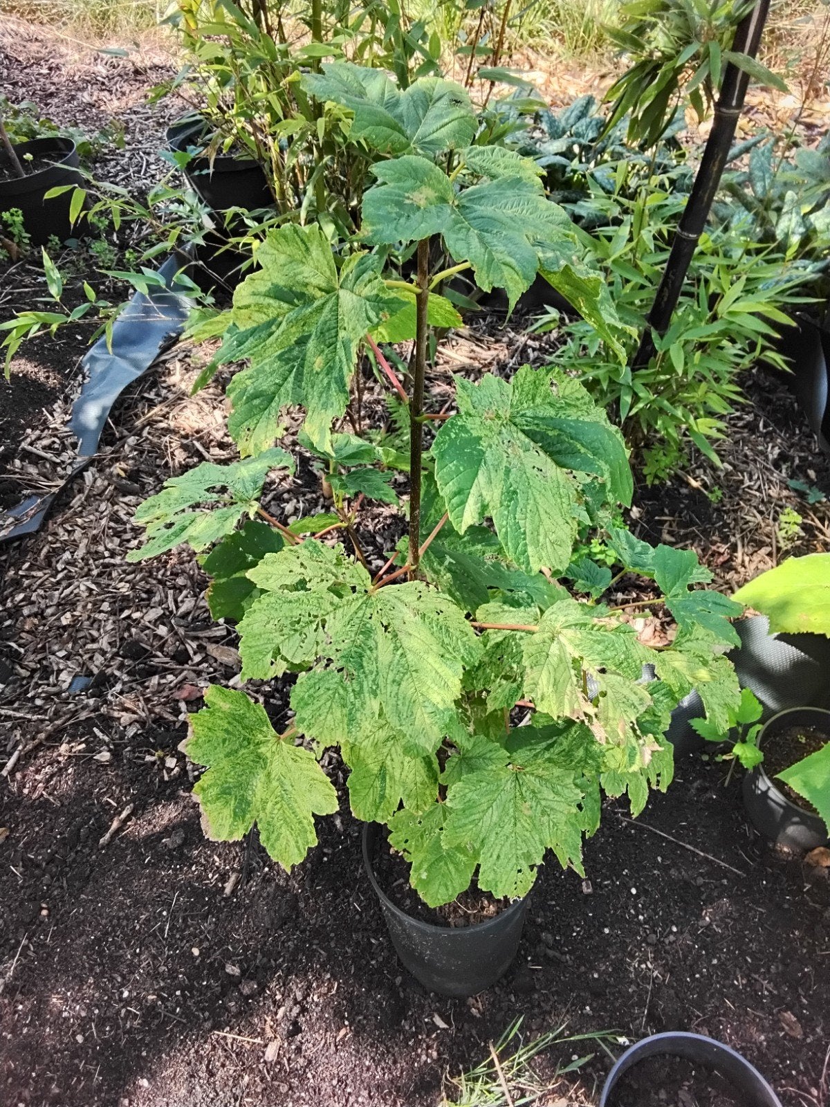 Diverse boompjes: Christusdoorn, vijg, walnoot, eik, bamboe, Tuin en Terras, Planten | Bomen, Ophalen