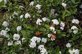 1 grote geurende Sneeuwbal (Viburnum x burkwoodii), Ophalen of Verzenden, Overige soorten, Struik, 100 tot 250 cm