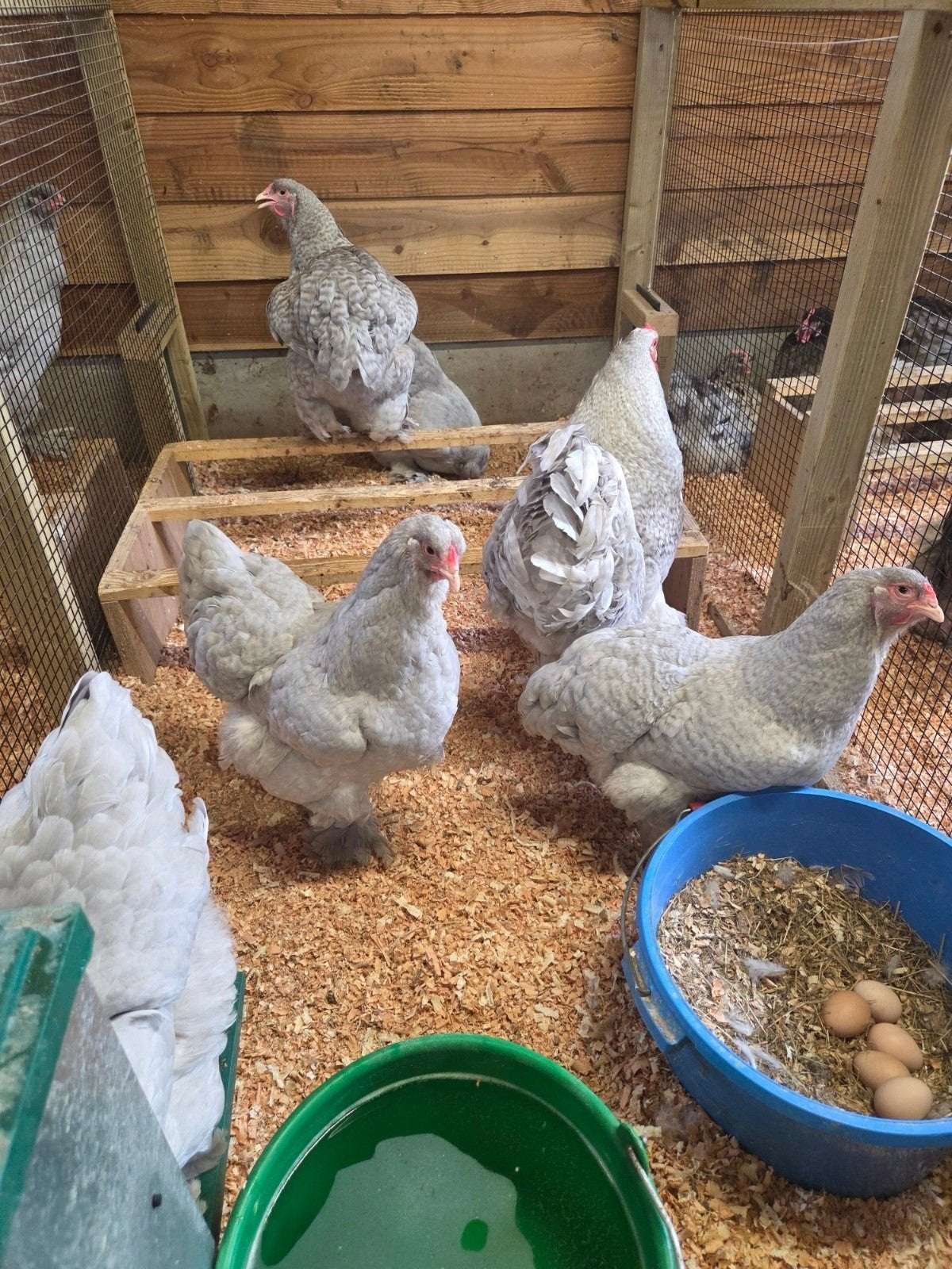 6 prachtige brahma hennen, Dieren en Toebehoren, Vrouwelijk, Kip