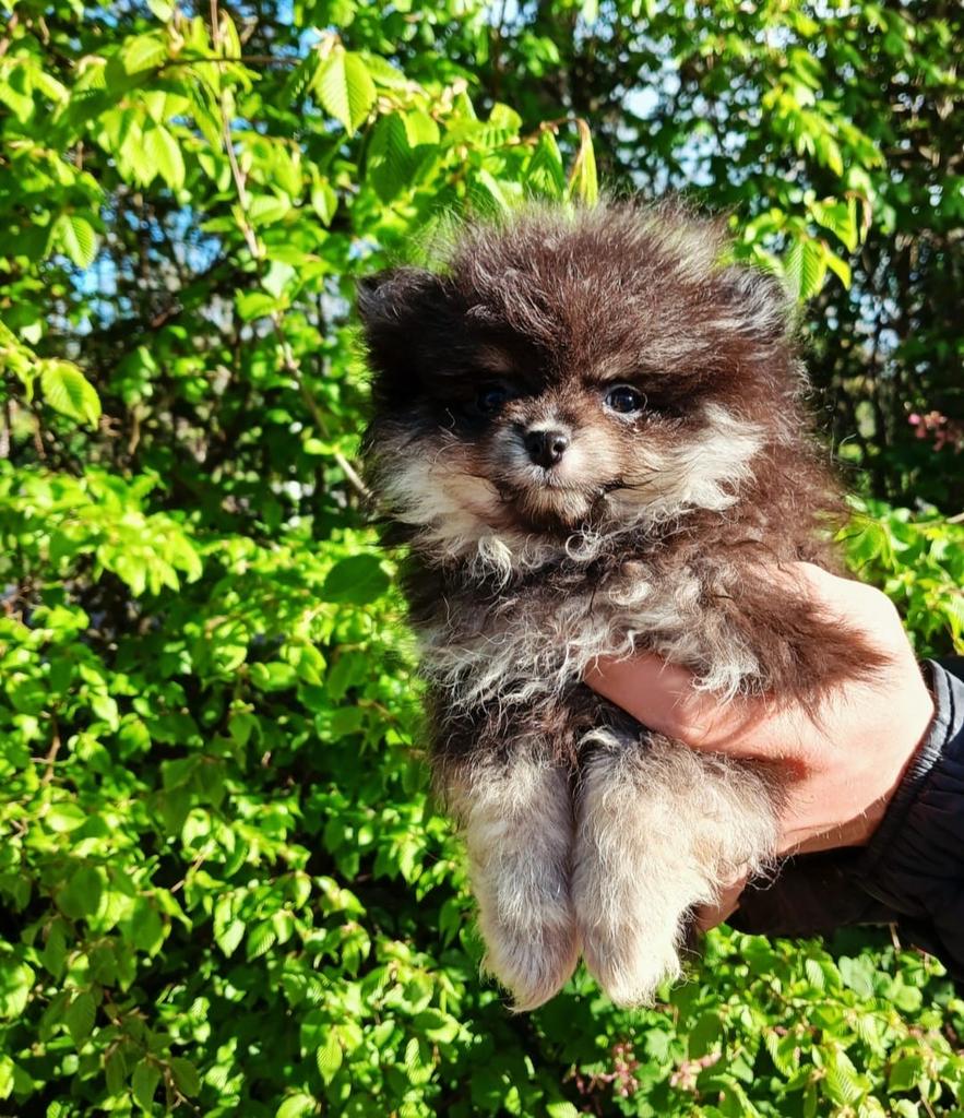 Lieve pomeriaan pups, Keeshond, 8 tot 15 weken, Meerdere, Meerdere dieren
