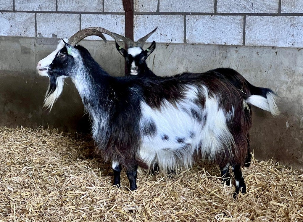 Landgeit, Dieren en Toebehoren, Vrouwelijk, Schaap