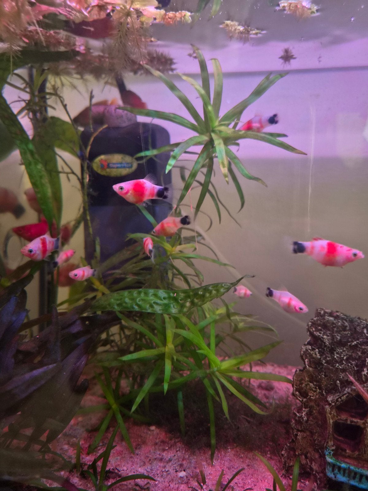 Red Wagtail Platy – Platy rood wit, Vis, Zoetwatervis, Schoolvis