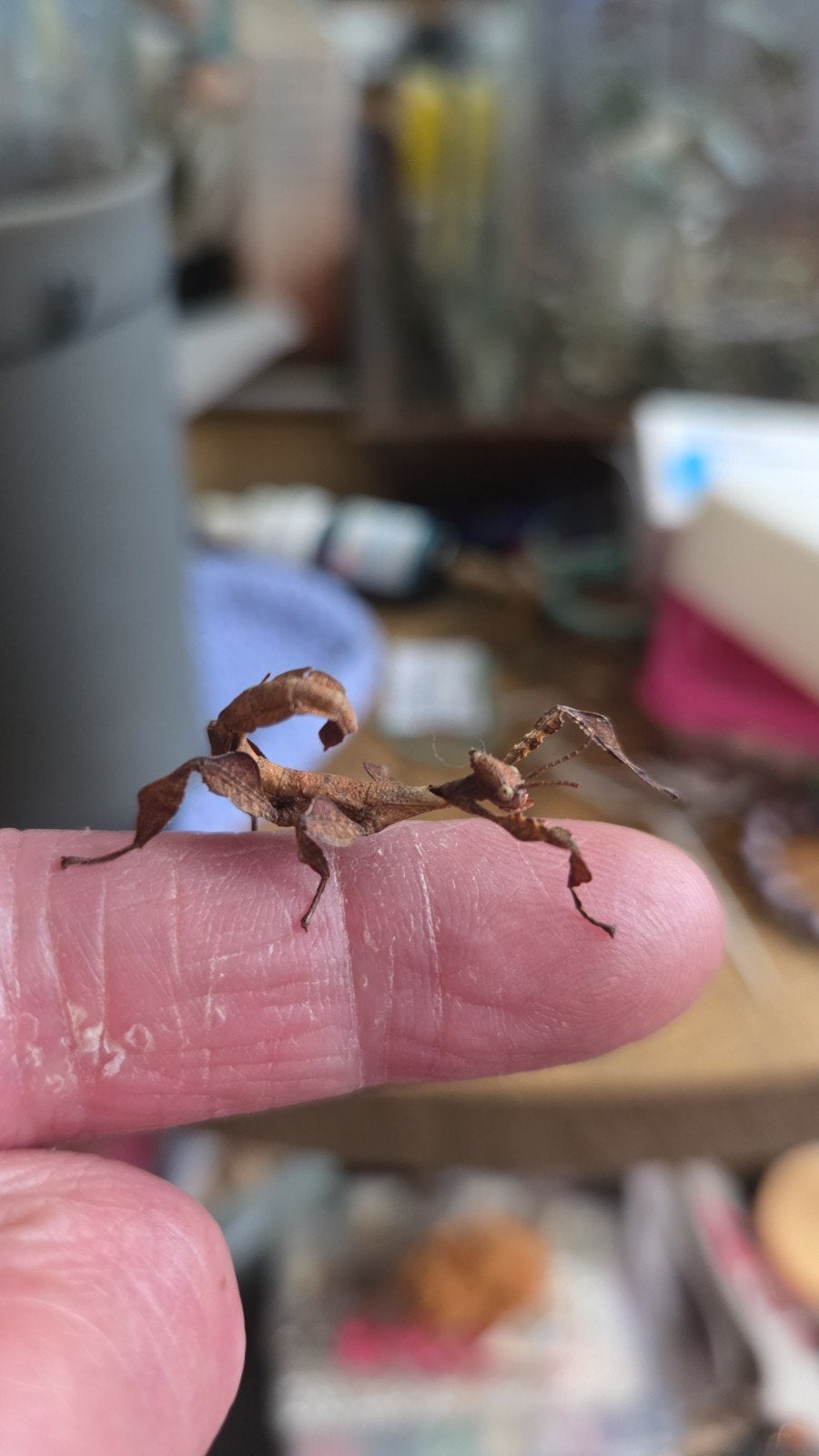 Australische flappentakken  jongen, Dieren en Toebehoren, Wandelende tak