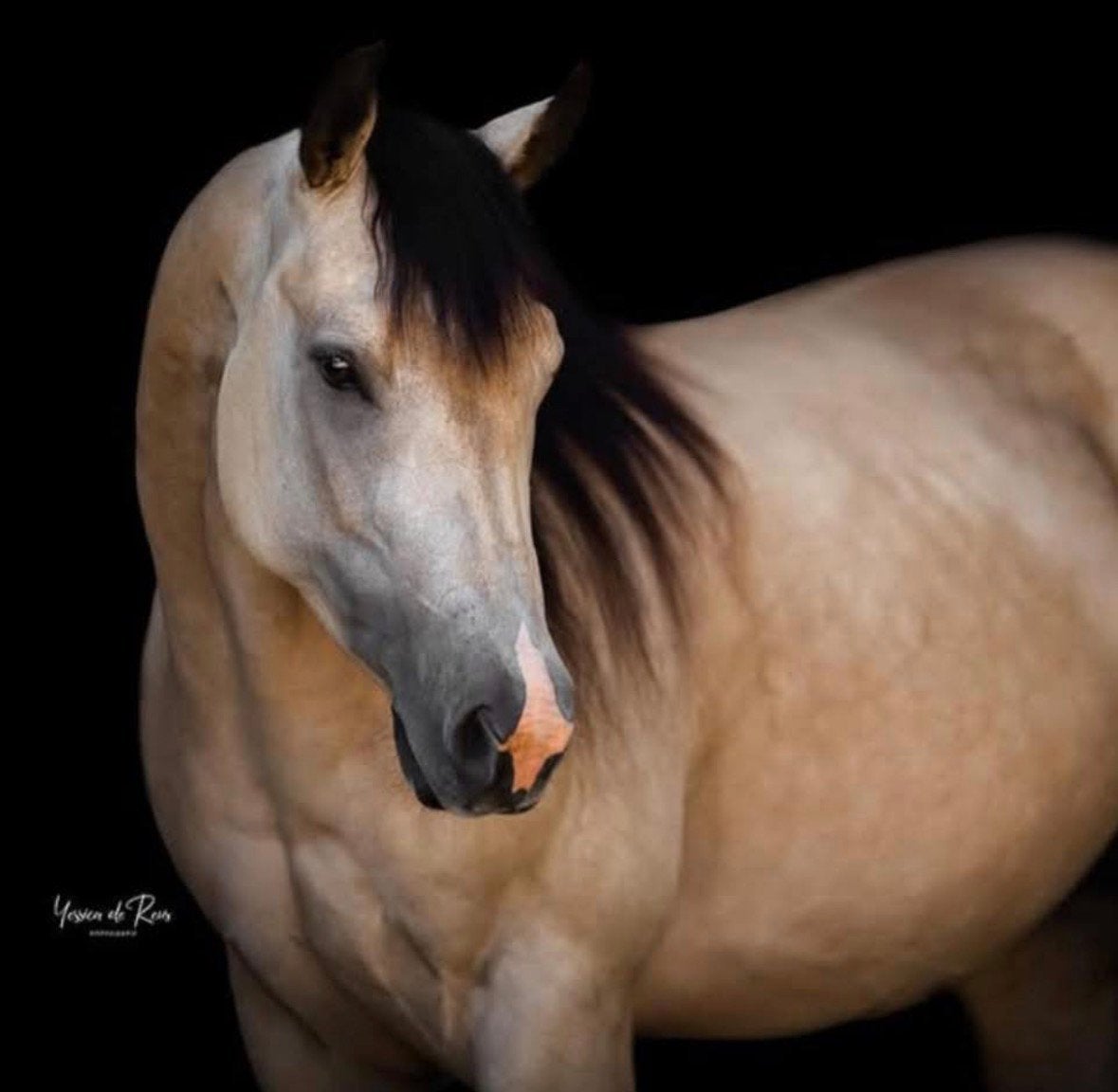 AQHA/APHA quarter/paint merries, veulen-jaarling-fokmerrie, Dieren en Toebehoren, Paarden, Merrie, Minder dan 160 cm, Westernpaard