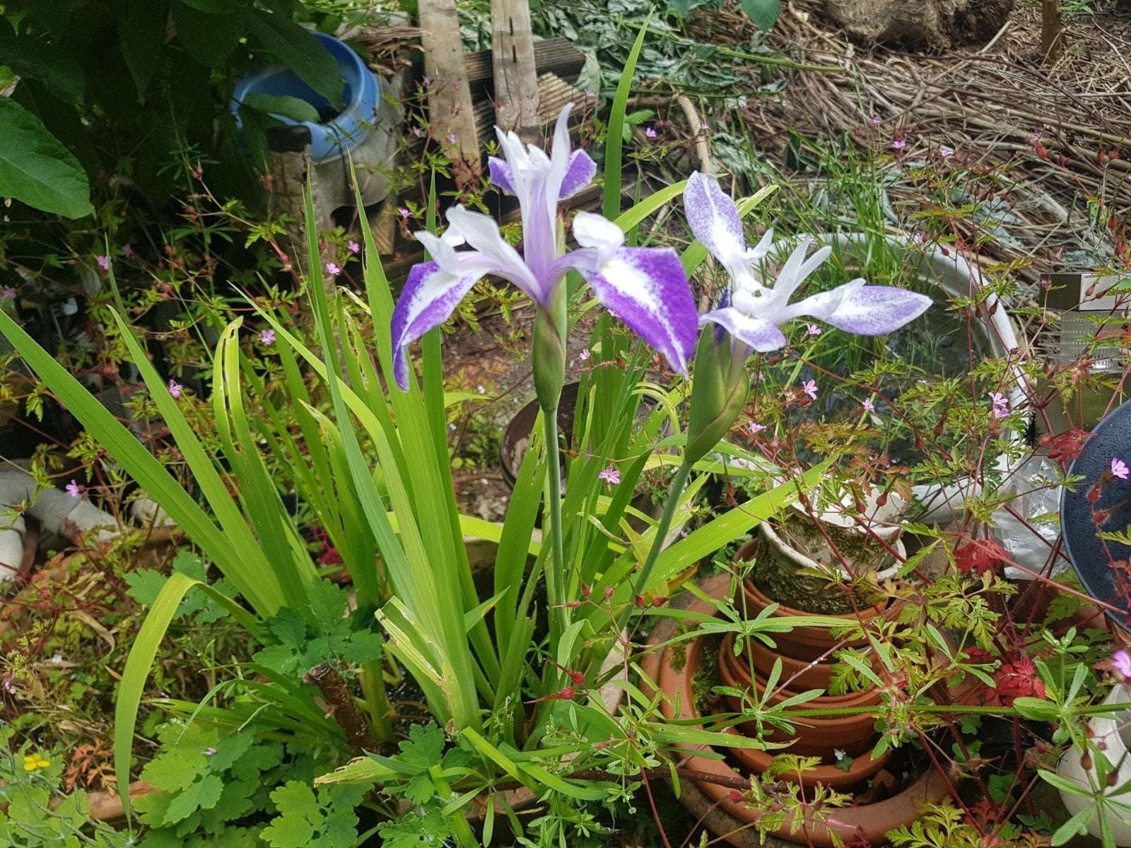 Vijverplanten, Tuin en Terras, Ophalen, Overige typen