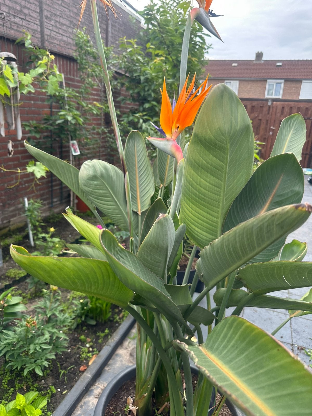 Strelitzia reginae, Ophalen, Volle zon
