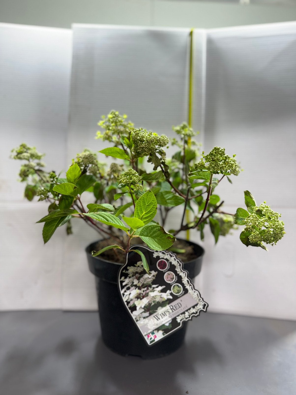 Hydrangea paniculata ‘Wim’s Red’ – 3 kleuren in één seizoen, Vaste plant, Halfschaduw, Zomer, Ophalen